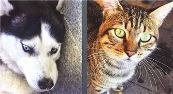 Çevremizi ve Sokak Hayvanlarını Korumak İçin Elele